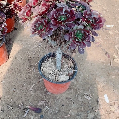 敏***锐圆叶多肉植物法师60