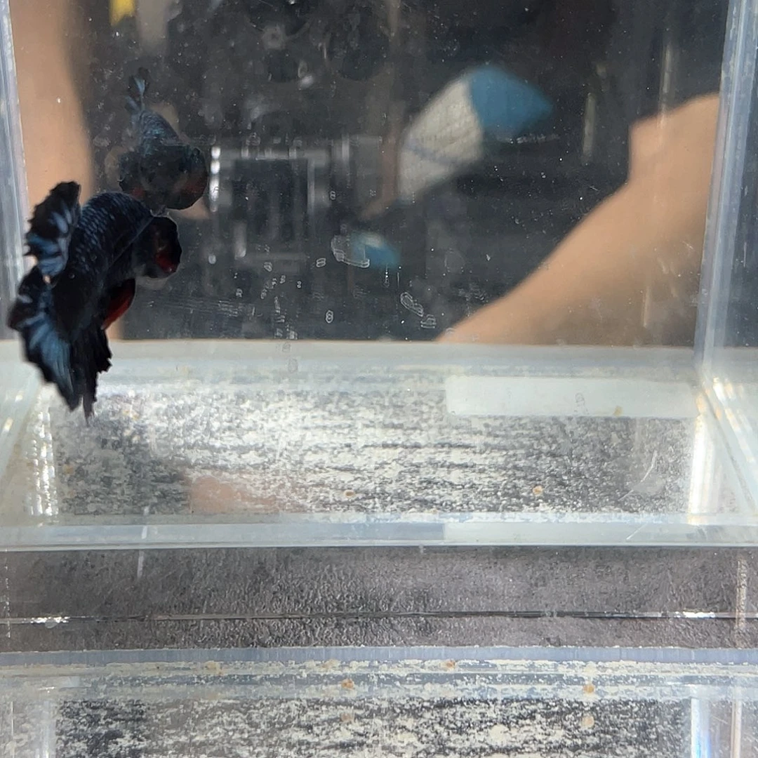 斗鱼新疆西藏海南不包邮其余地区全部包邮5