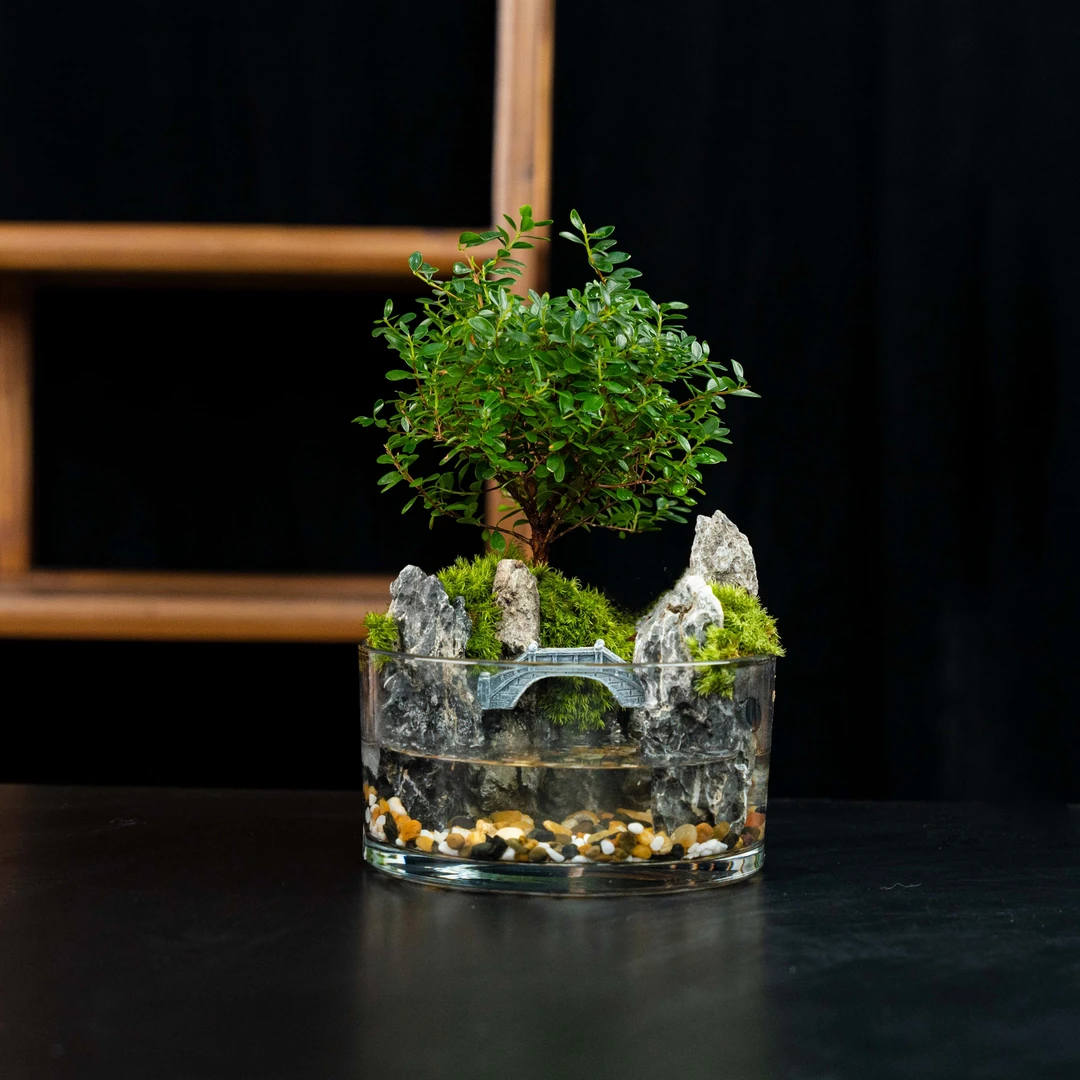 【小仙境】锦夕-小叶赤楠成品创意桌面景观15*8cm