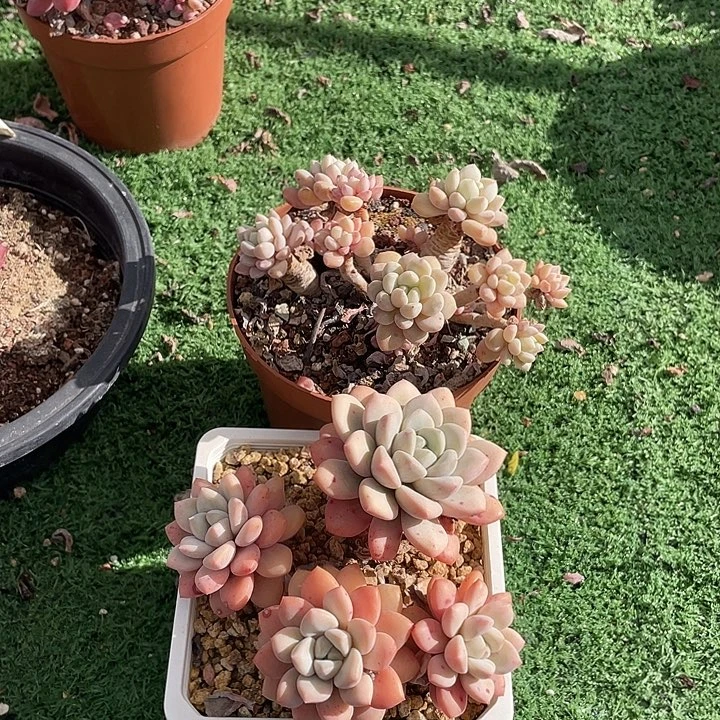 130 多肉不带盆土20包邮发货