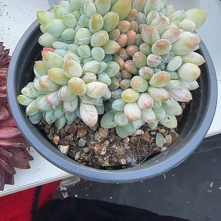 青蛙王子儿童牙膏11