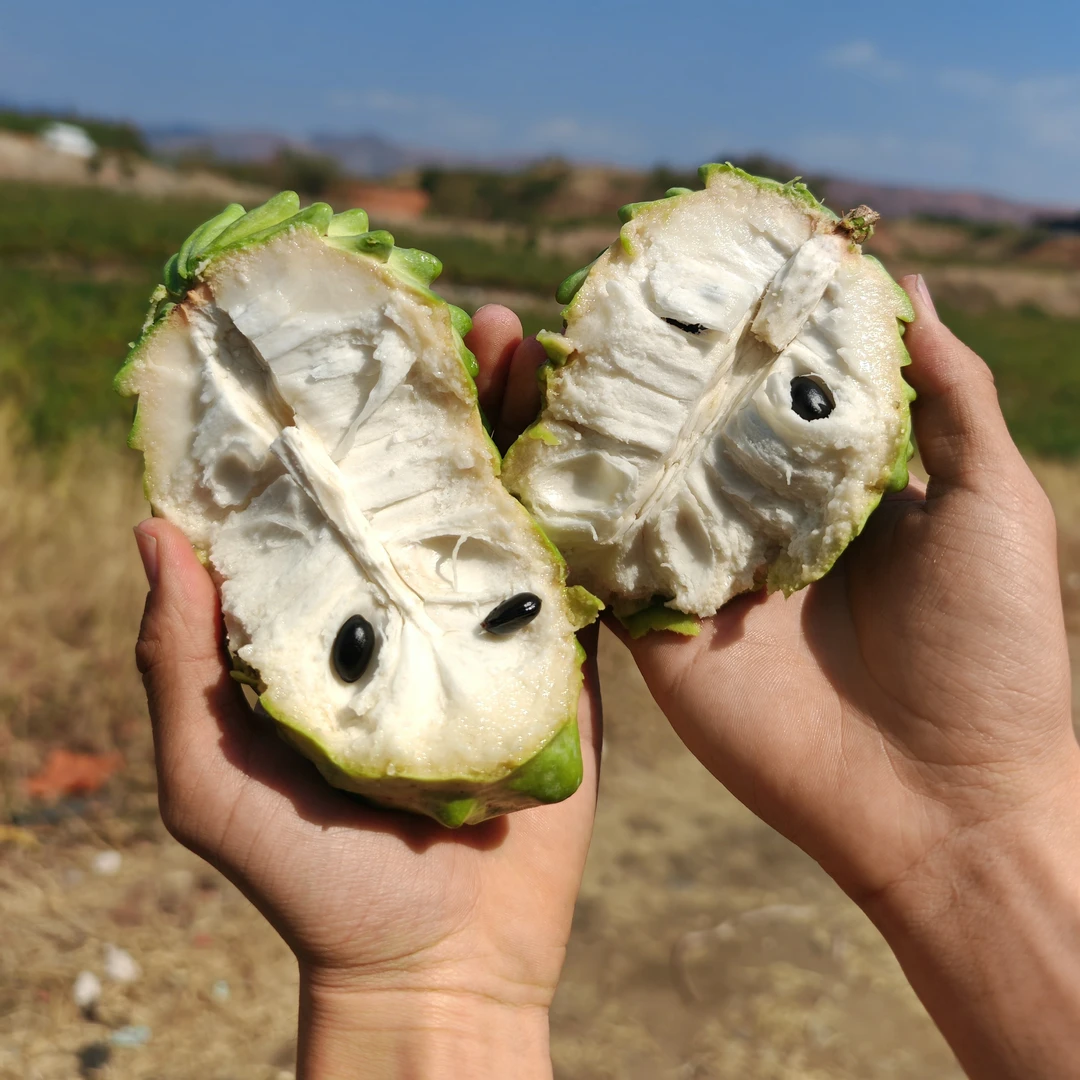 【放软食用】G云南凤梨释迦果新鲜孕妇水果非大目释迦果牛奶释迦果