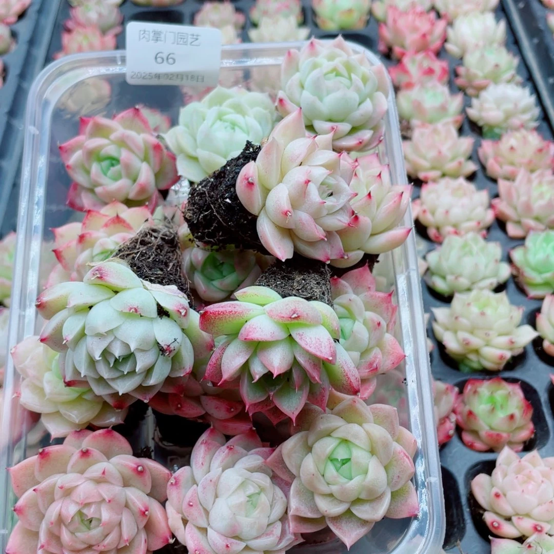 开心快乐幸福066