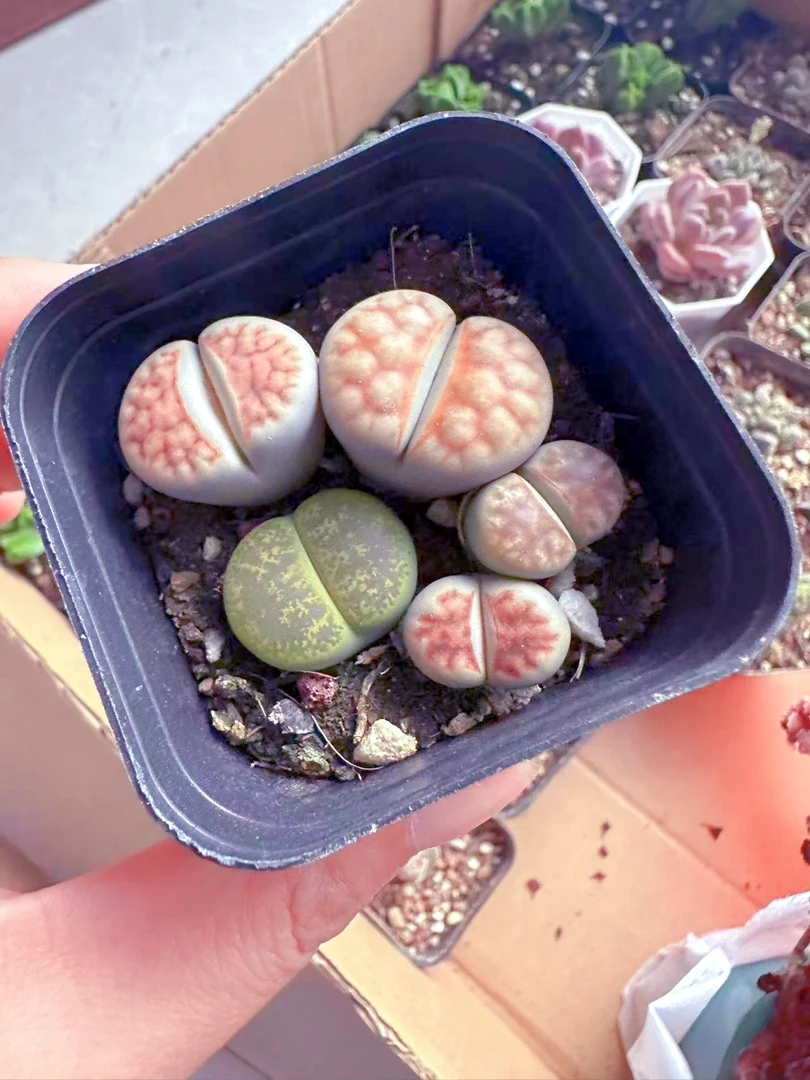 彩拼生石花多肉植物 （满9.9元包邮发货）