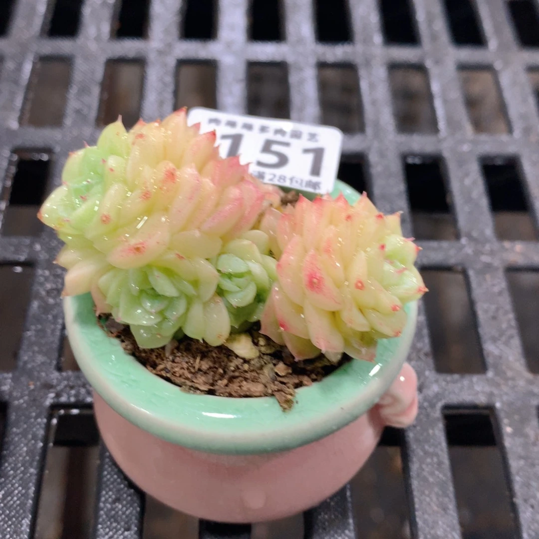 肉萌萌拇指盆精控多肉ZB151