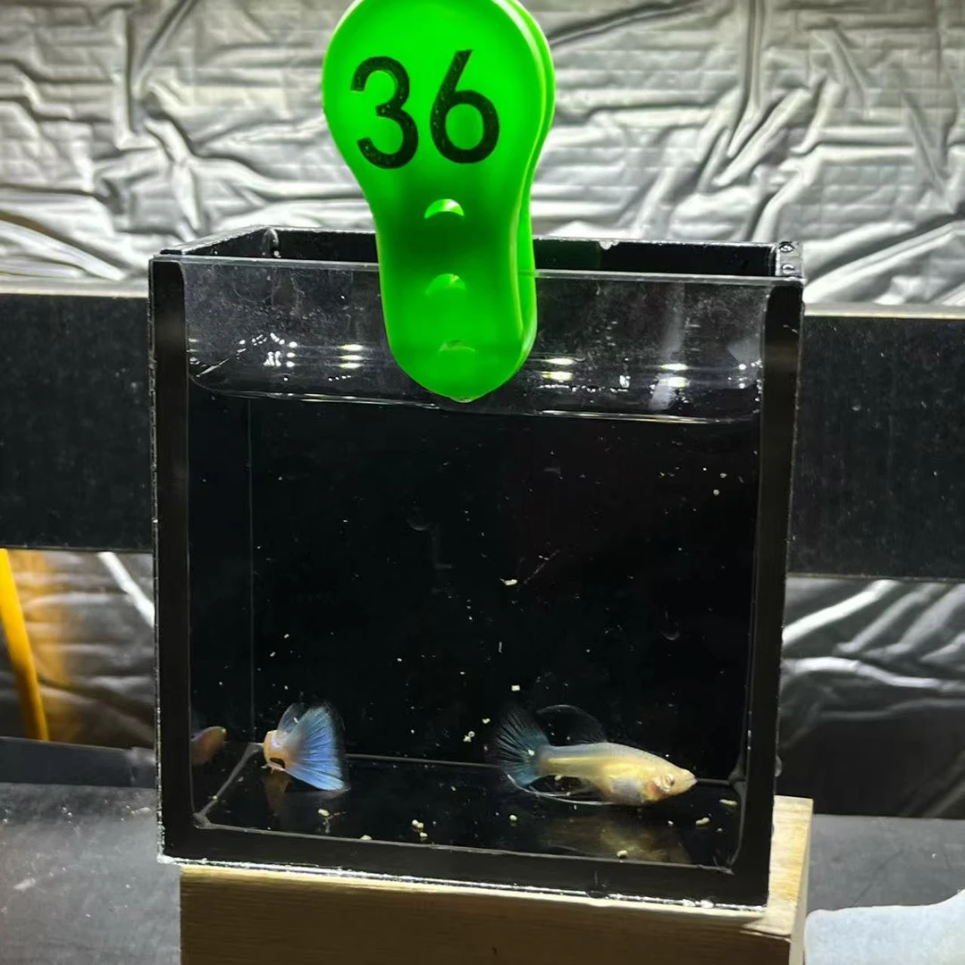 蓝白大C一对孔雀鱼编号36