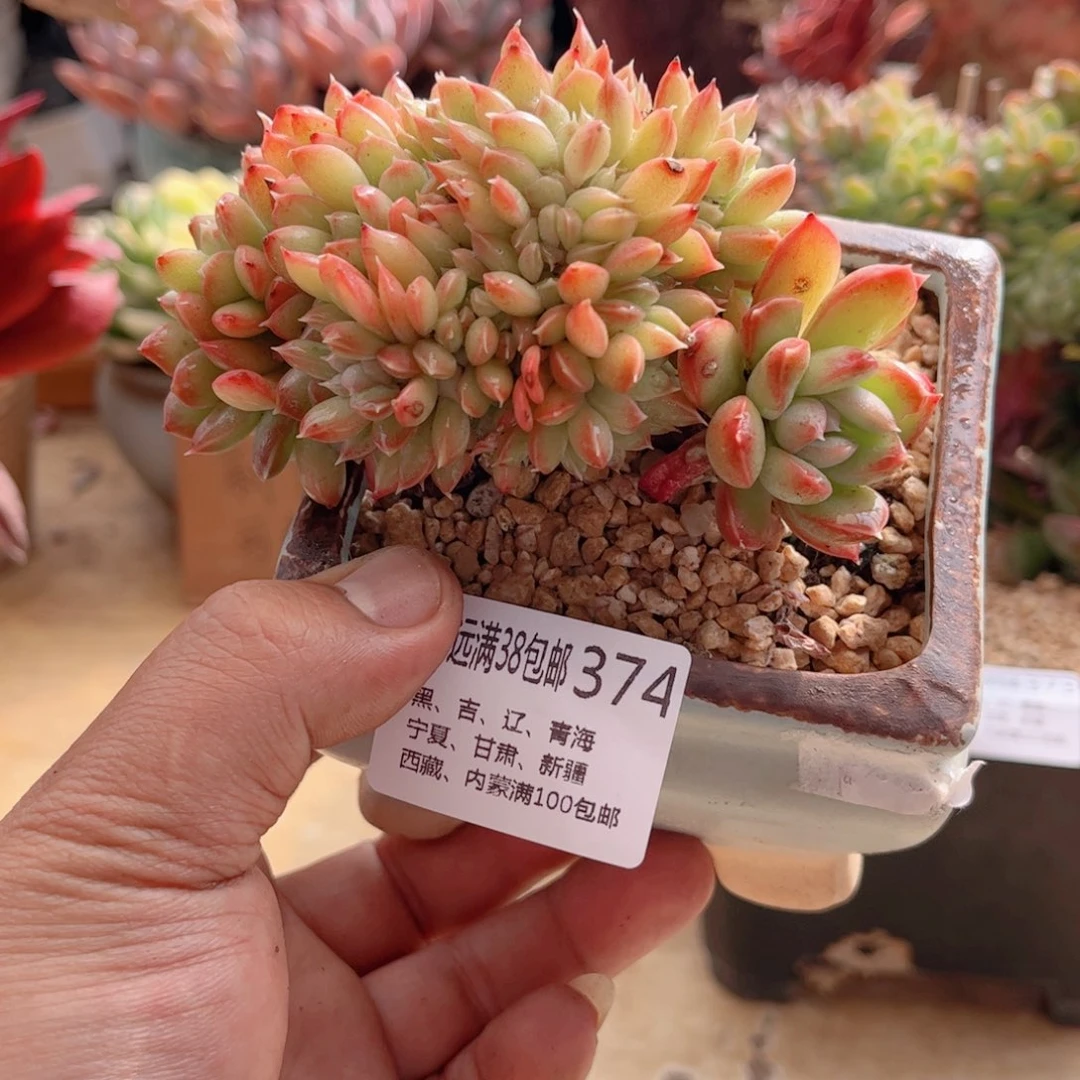 374美人缀德华多肉