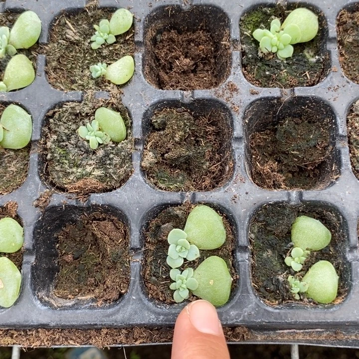 逍遥2叶插苗一个量拍