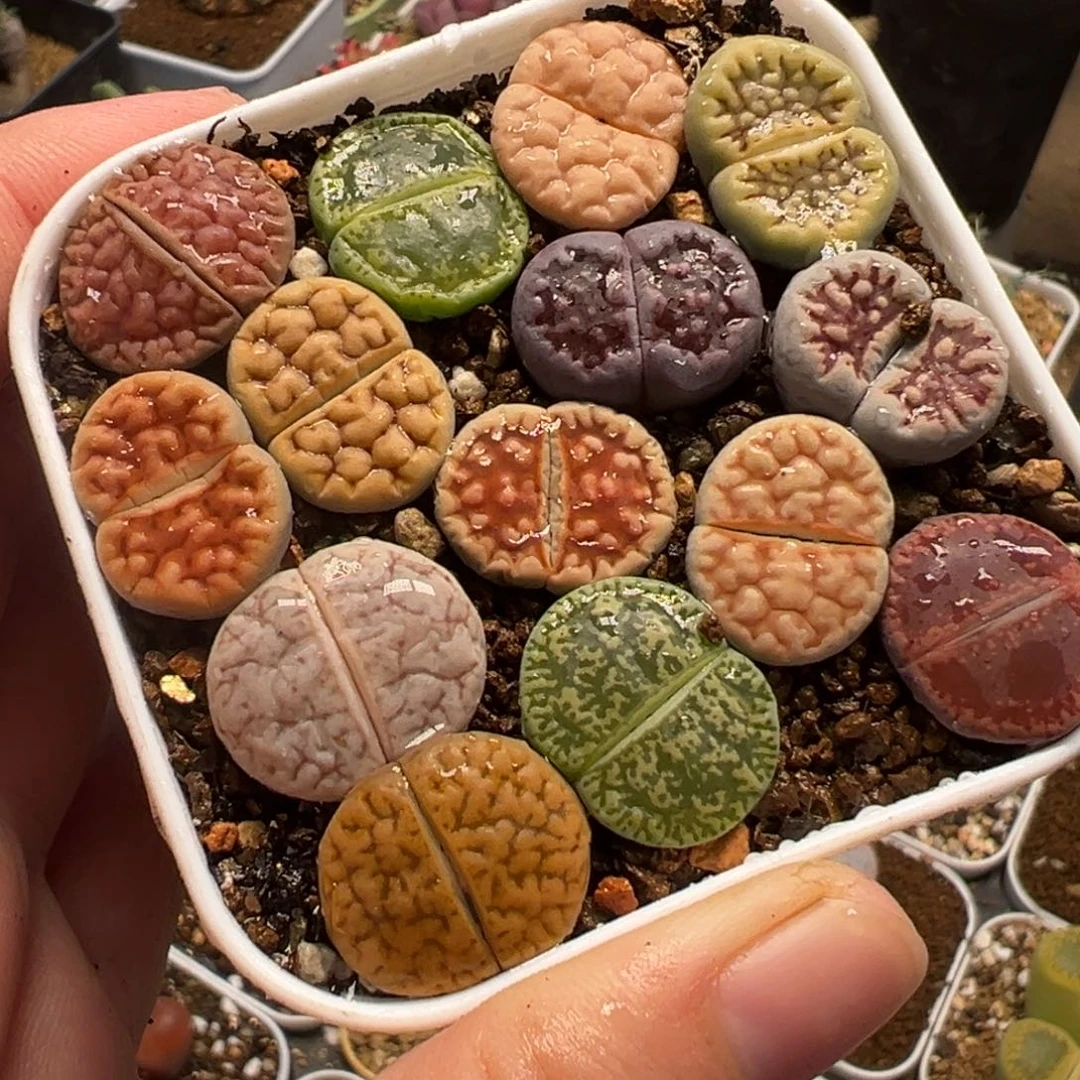 822多肉植物种类多样