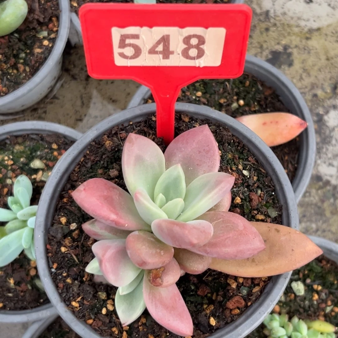 多肉植物赫菲虞548