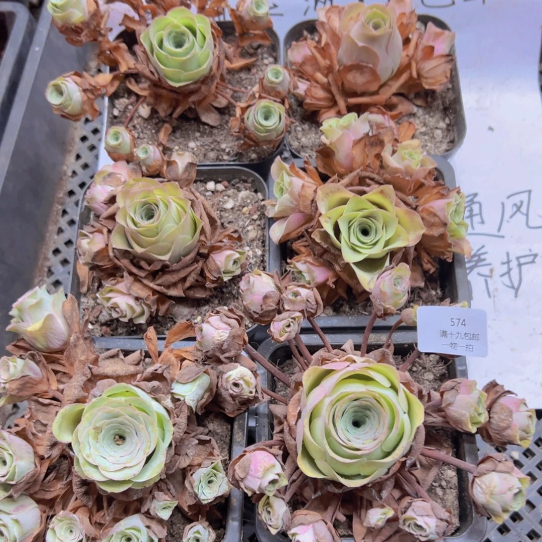 574 侧牙掉了不包损无售后