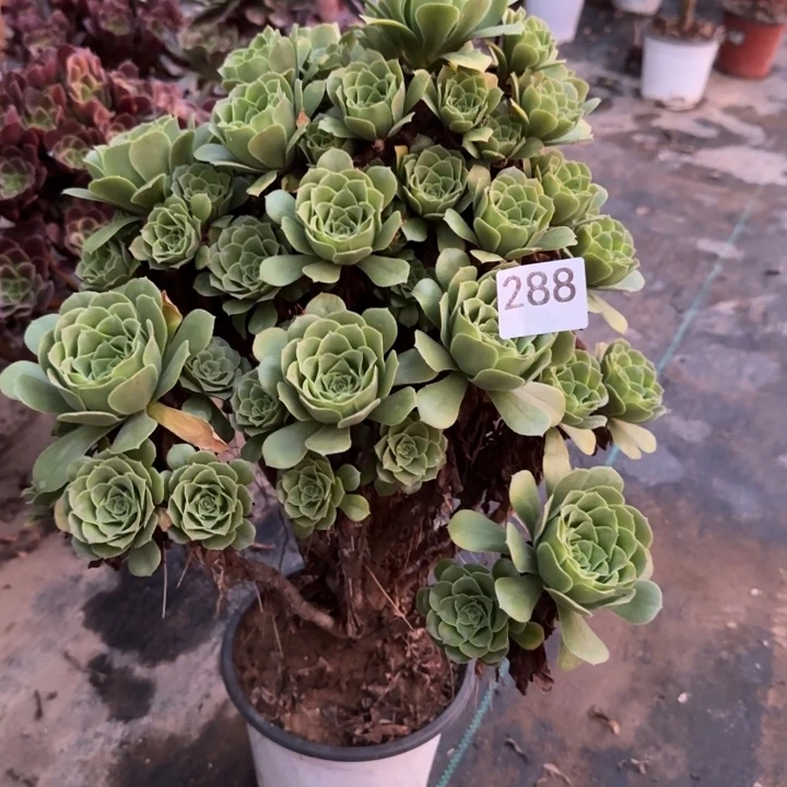 288包邮。