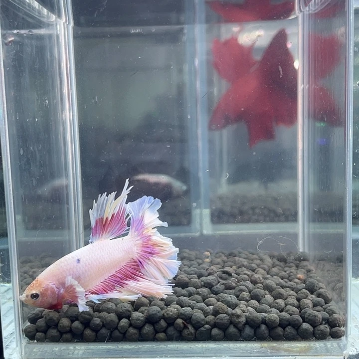 斗鱼37号916晚粉蝶hmpk