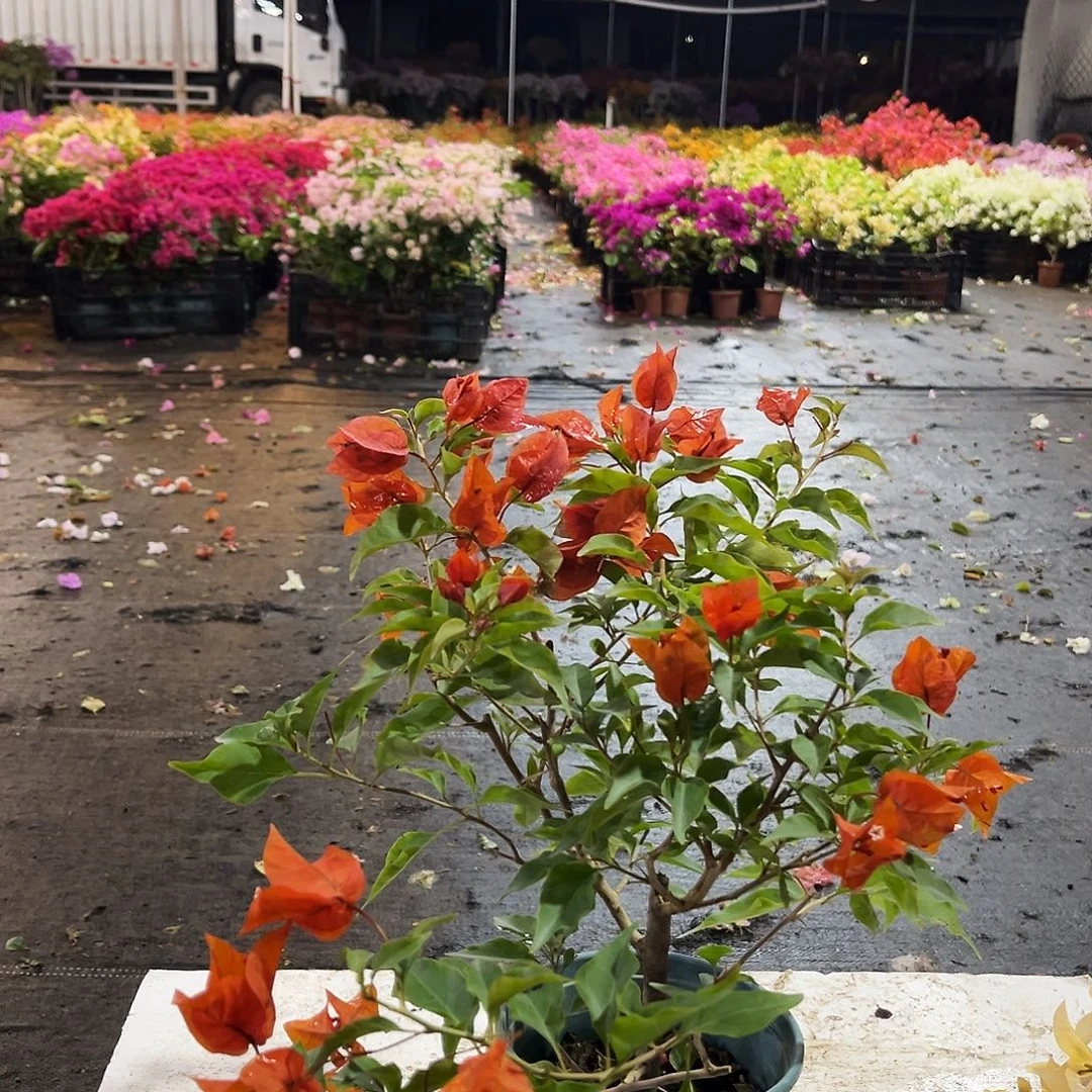 大部分花苞少量开放红桑巴掌中宝一颗