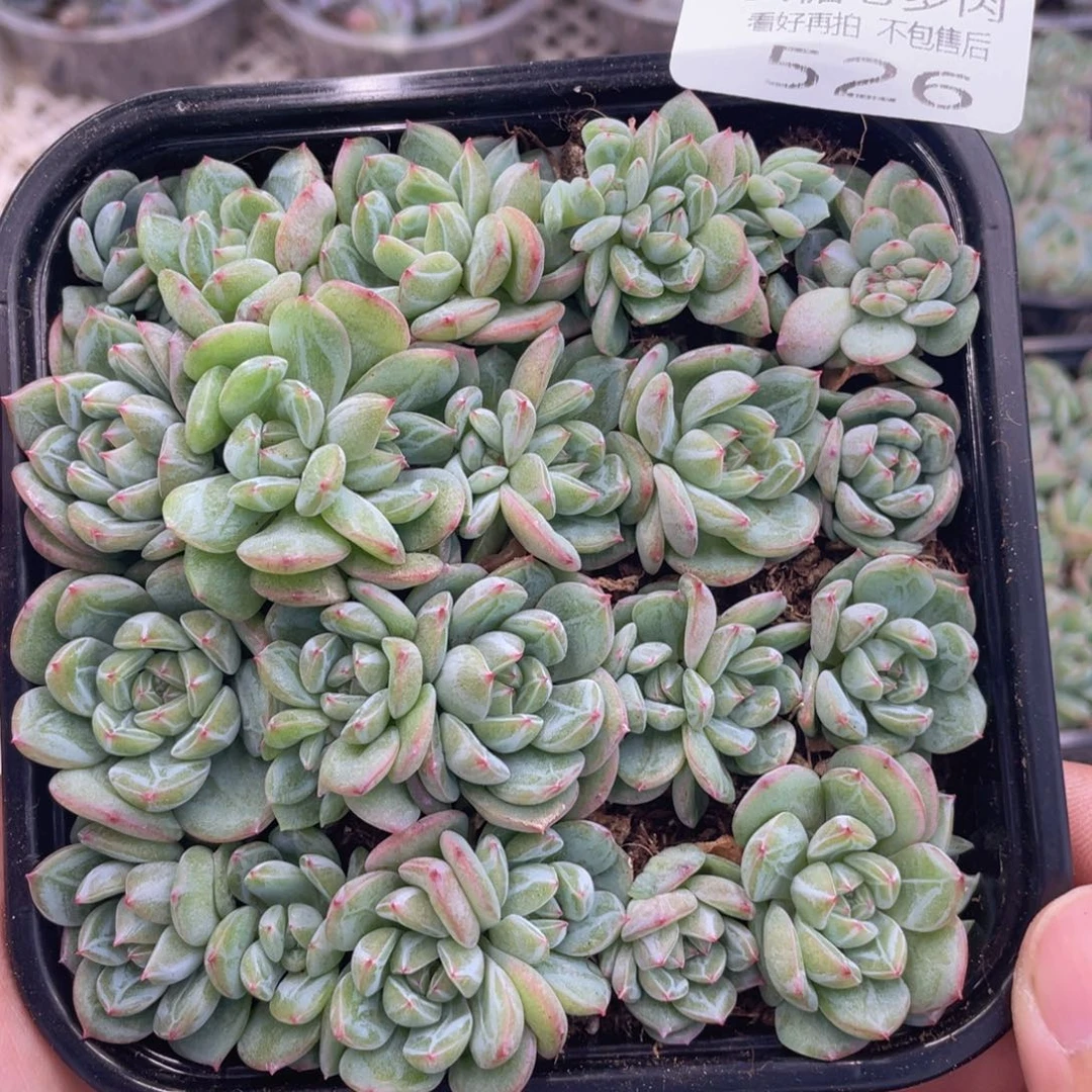 云糖心多肉植物526