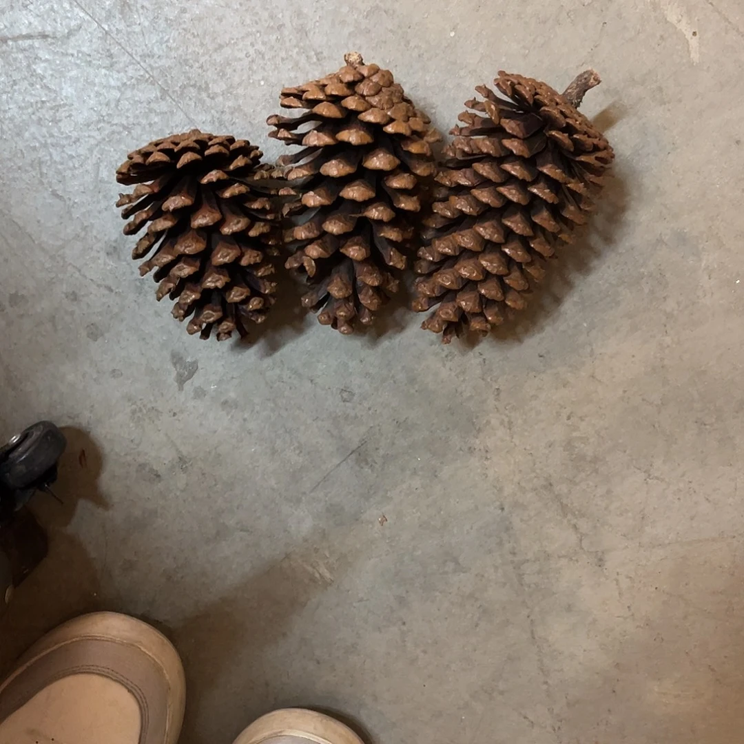 荣****安提克斯拍了说已拍