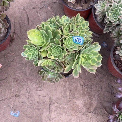 红***莲075多肉植物组合，