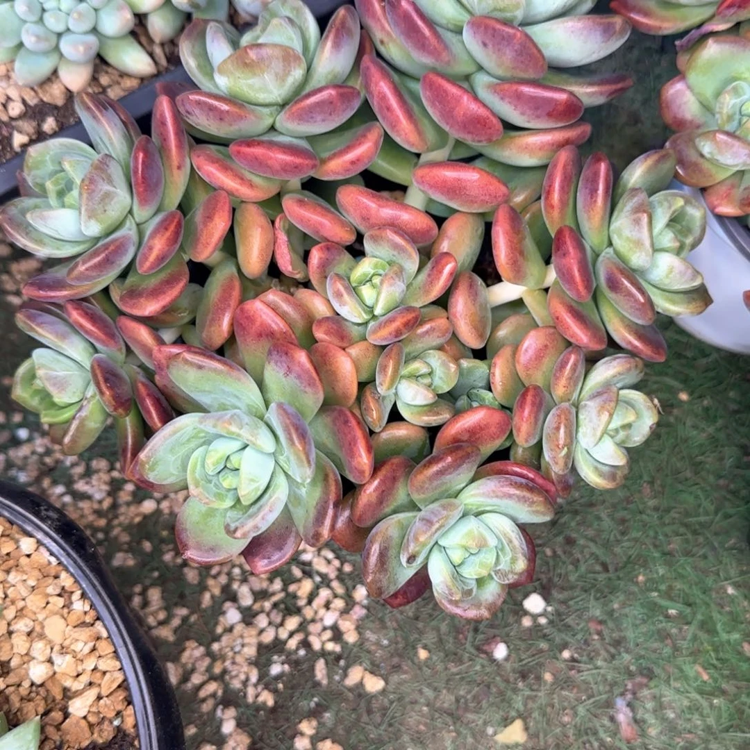 多肉植物多肉植物