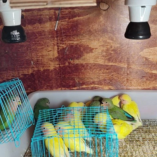 虎皮鹦鹉牡丹鹦鹉鹦鹉2只