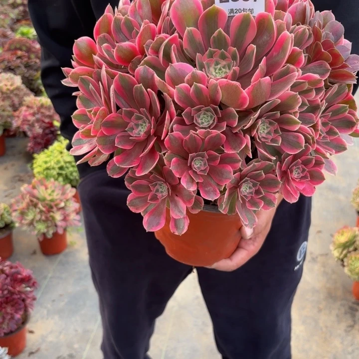 瑞妈，，，，，。。397女妖，