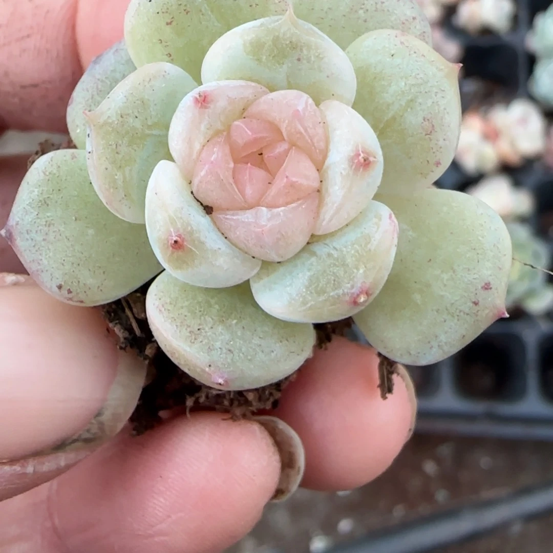 小卡拉米糖心一物一拍