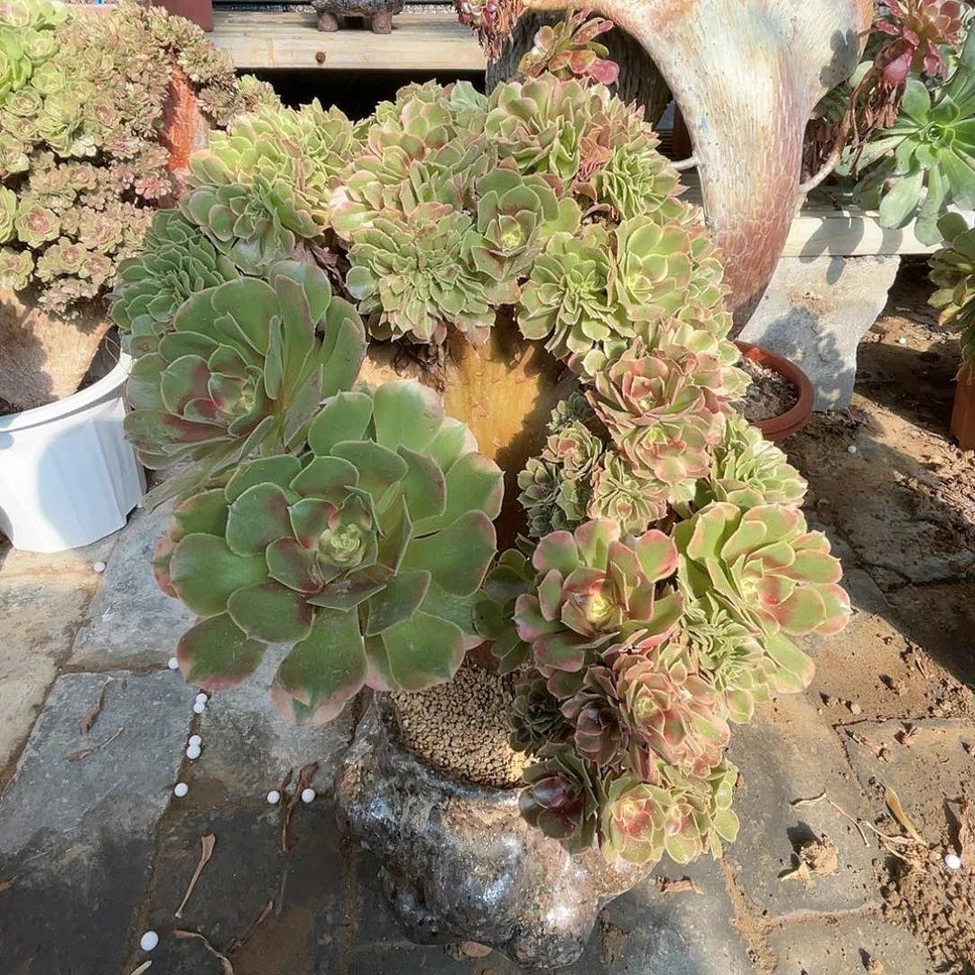 【闪购商品】全部花朵香妃
