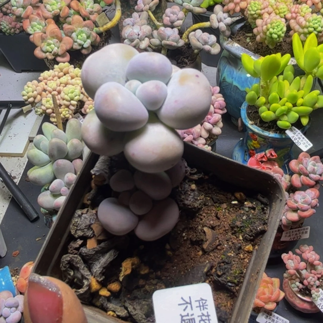 芭比奶酪941/4cm多肉