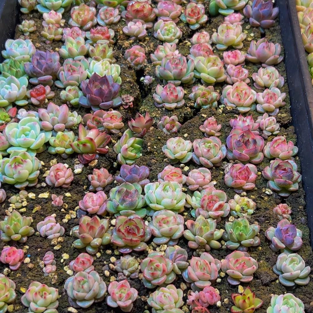 百***欢824的人都在用这个词了吗