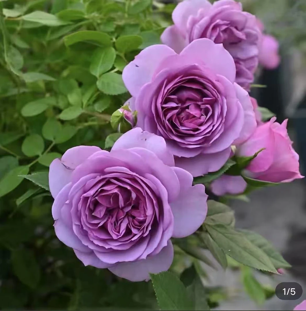 顺丰包邮！ 薰衣草门廊棒棒糖月季花