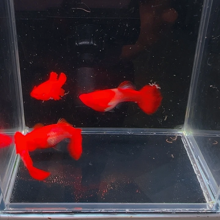 孔雀鱼精品双分水7条