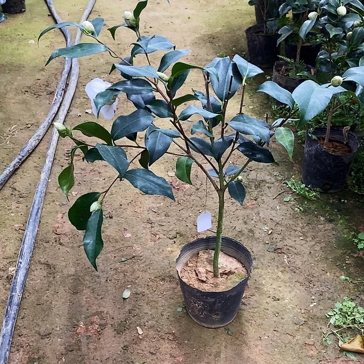 无名。             茶花。