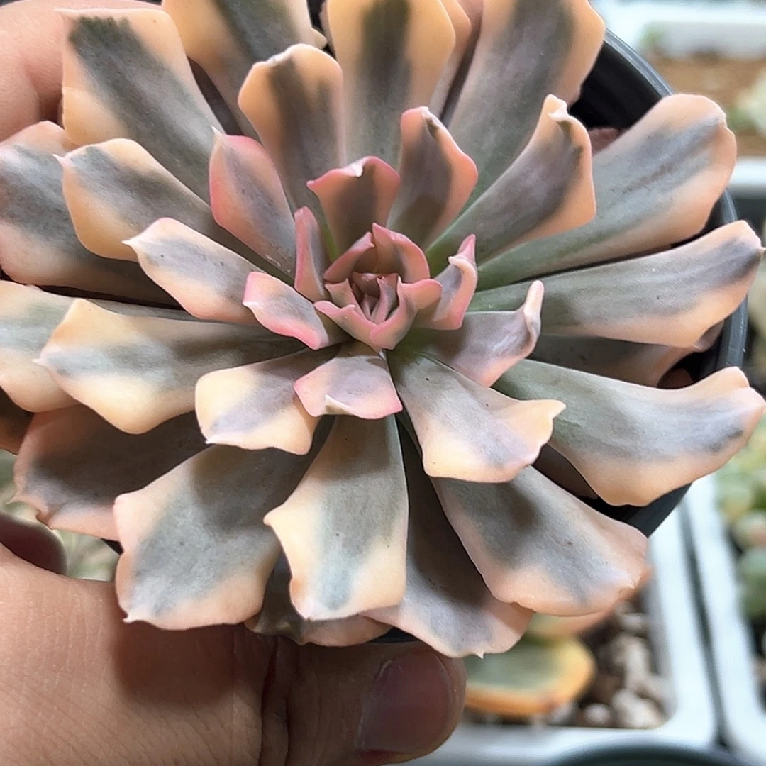 利比里亚锦 小方花圃一单包邮非偏远