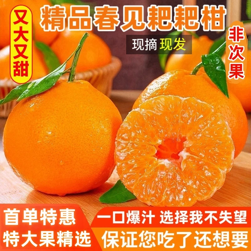 【大果特惠】精选春见耙耙柑现摘8斤装四川特产橘子爆汁粑粑柑水果