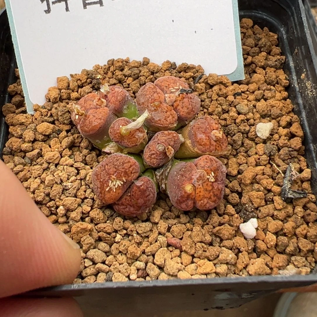 山***.23-14肉锥多肉植物