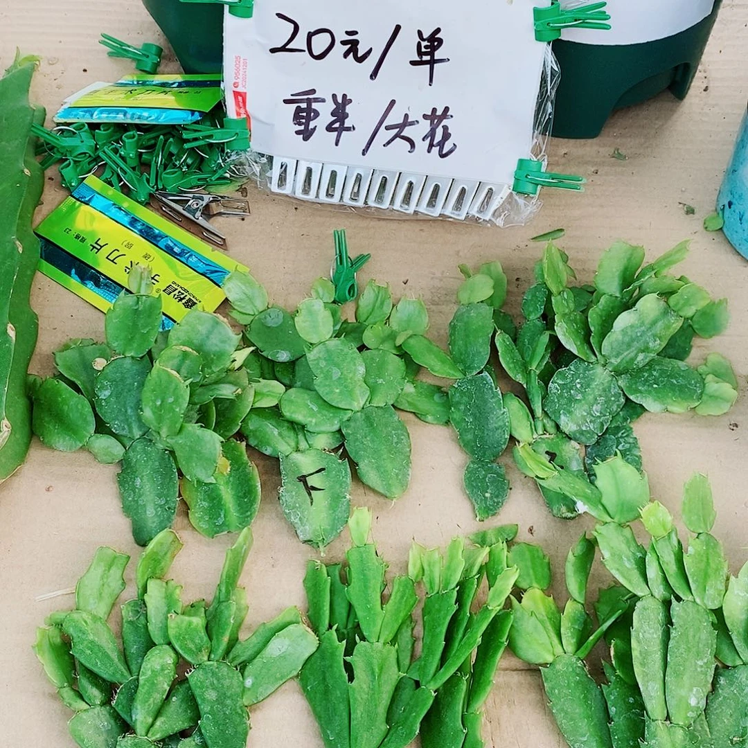 太***好无花朵叶片福利一物一拍