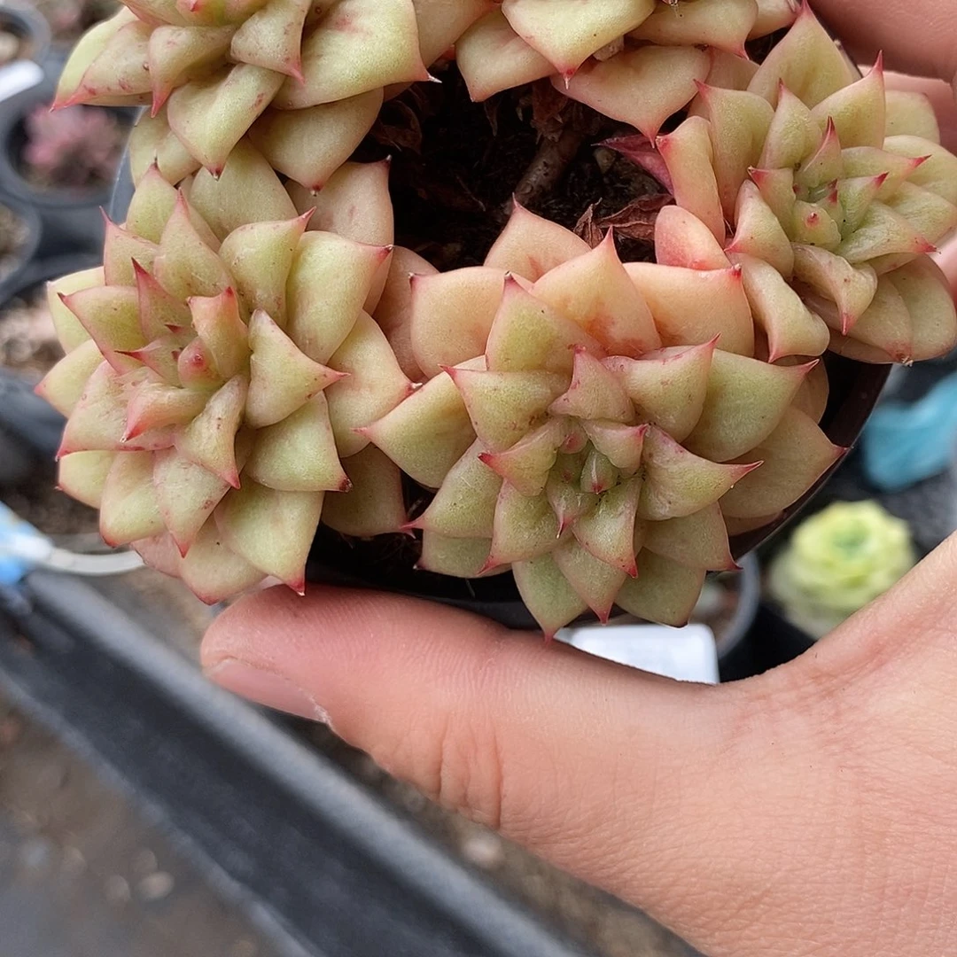 272玛利亚锦多肉植物哇啦塞