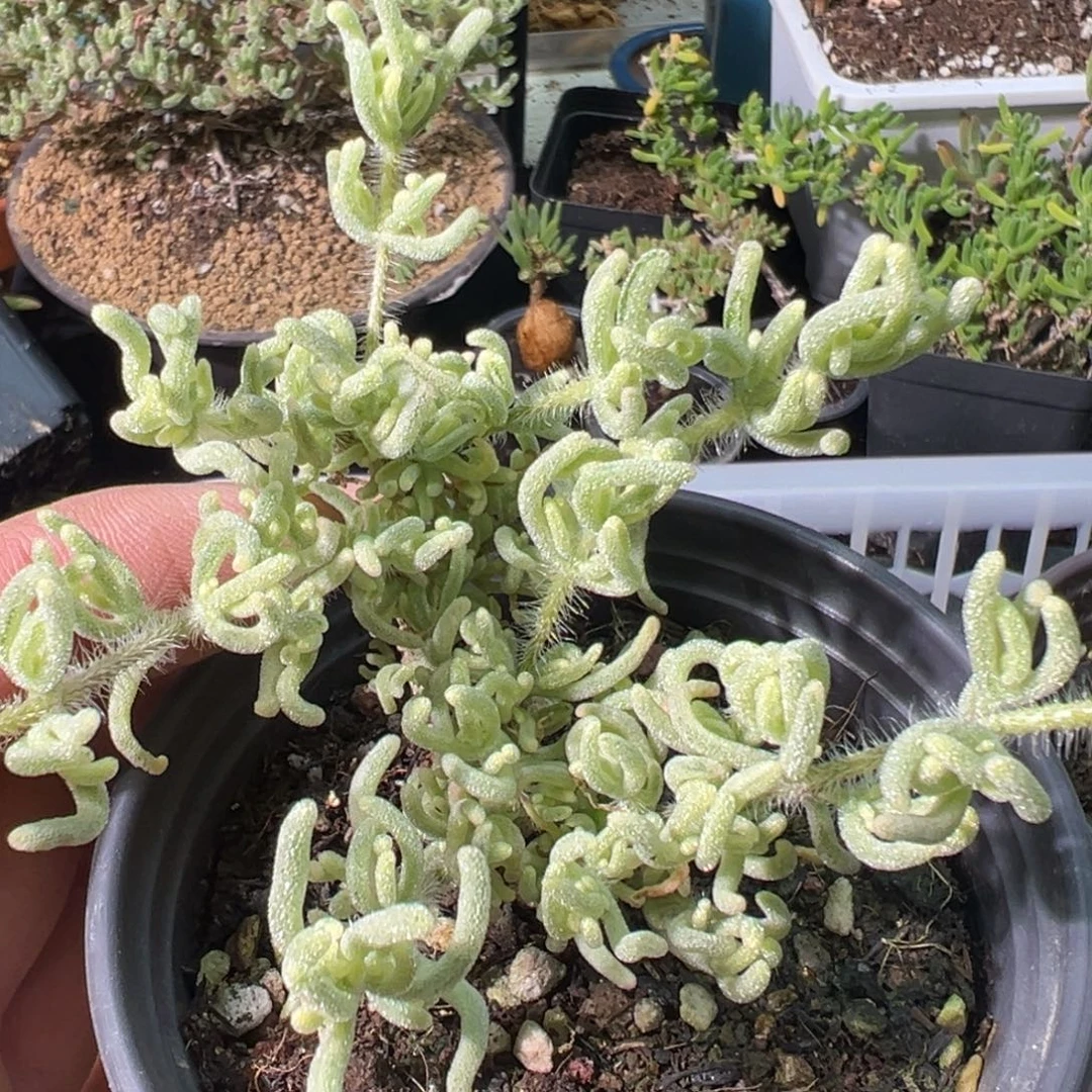 荧光兔白锦90杯老桩福利