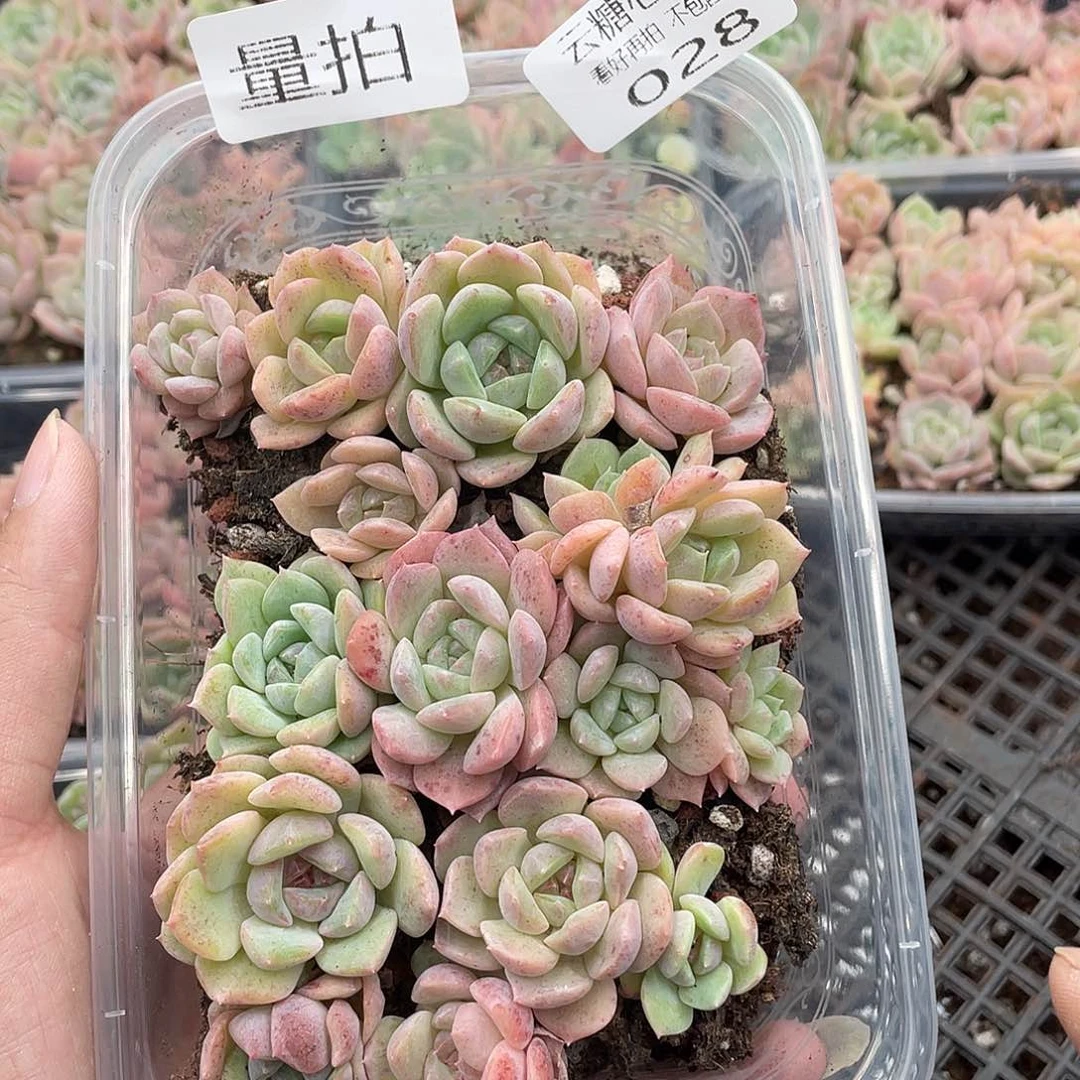 云糖心多肉植物28