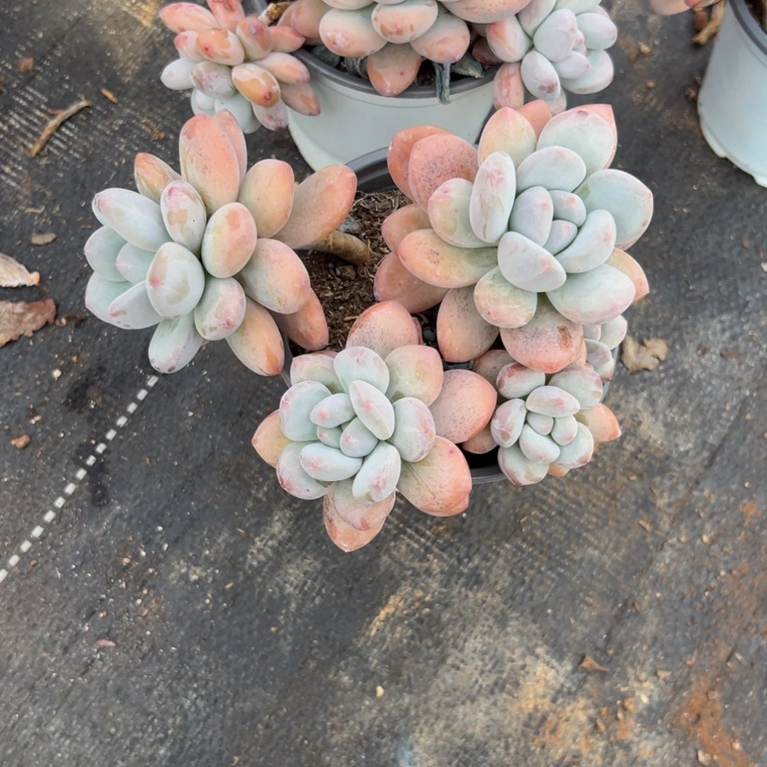 多肉植物多头韩系香水