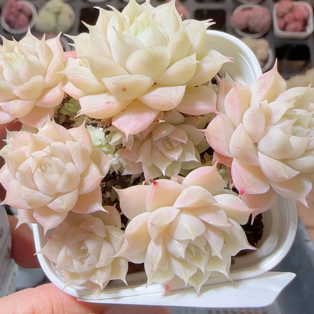 花语多肉1228-219