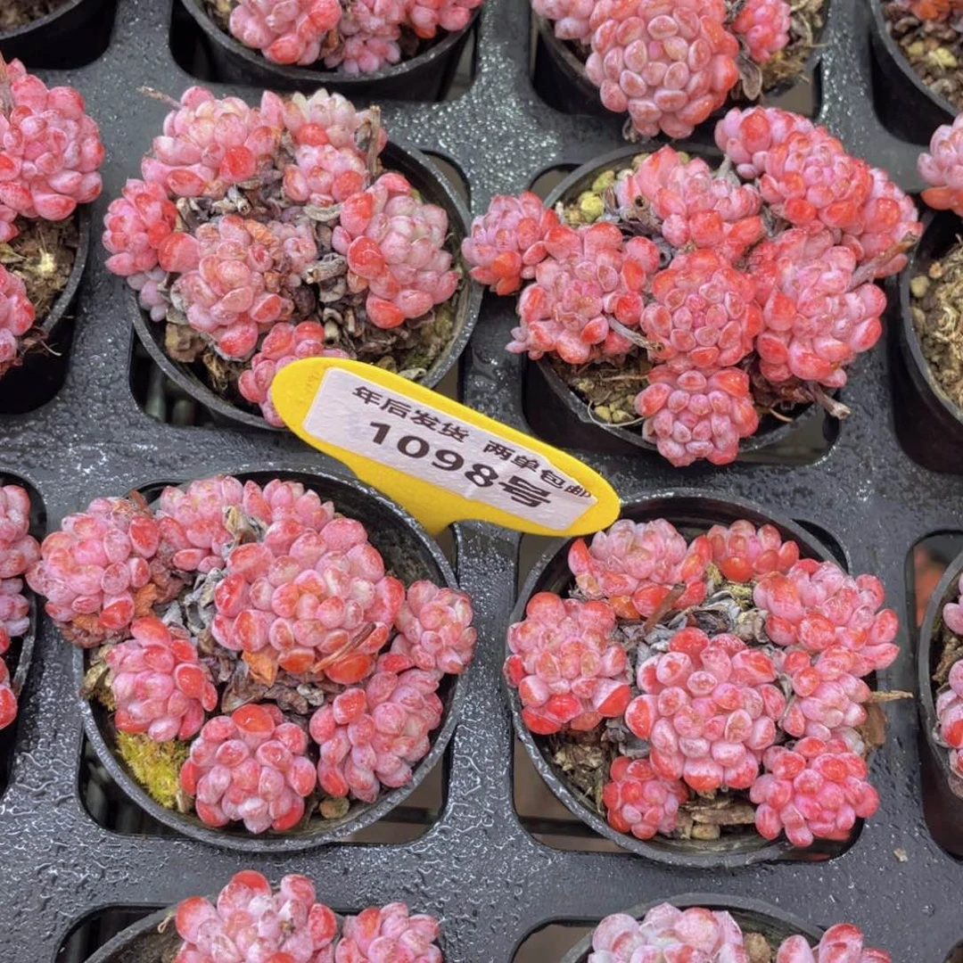 1098号娜雅小精灵群两个