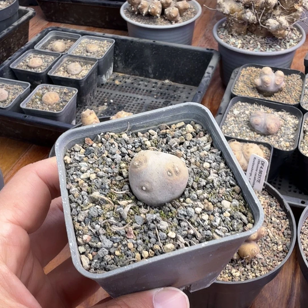 格加厚敦菊带7cm盆发