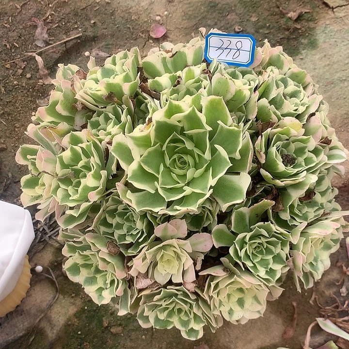 多肉植物白凤338号