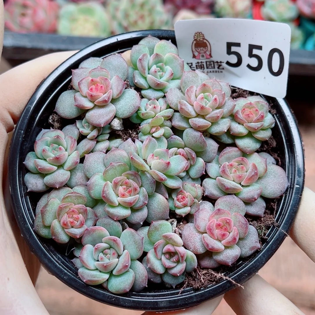 多肉植物多肉植物