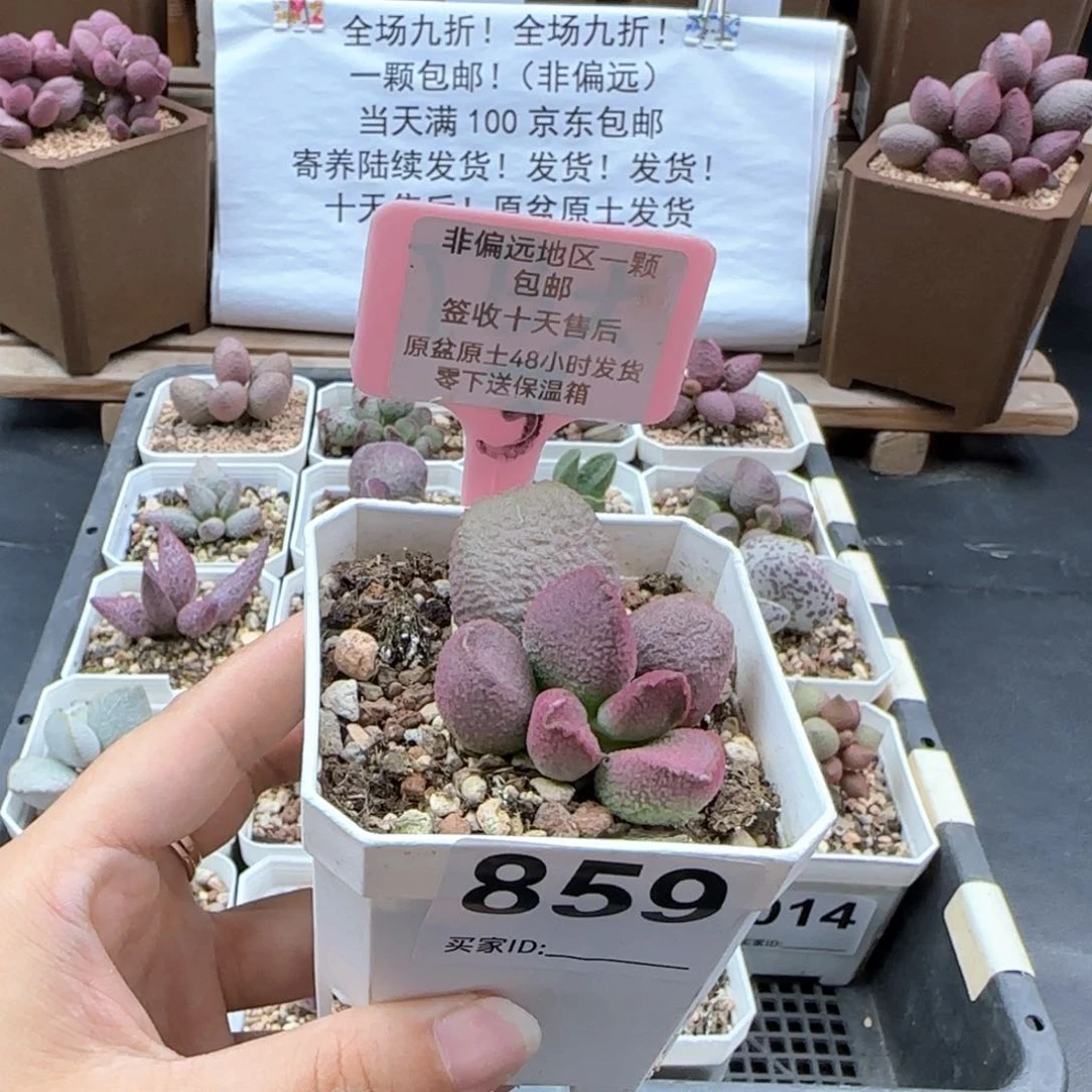 859塞猪肝多肉植物