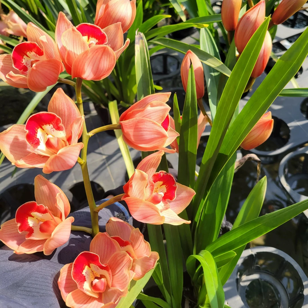 【大花蕙兰】一物一拍无花剑