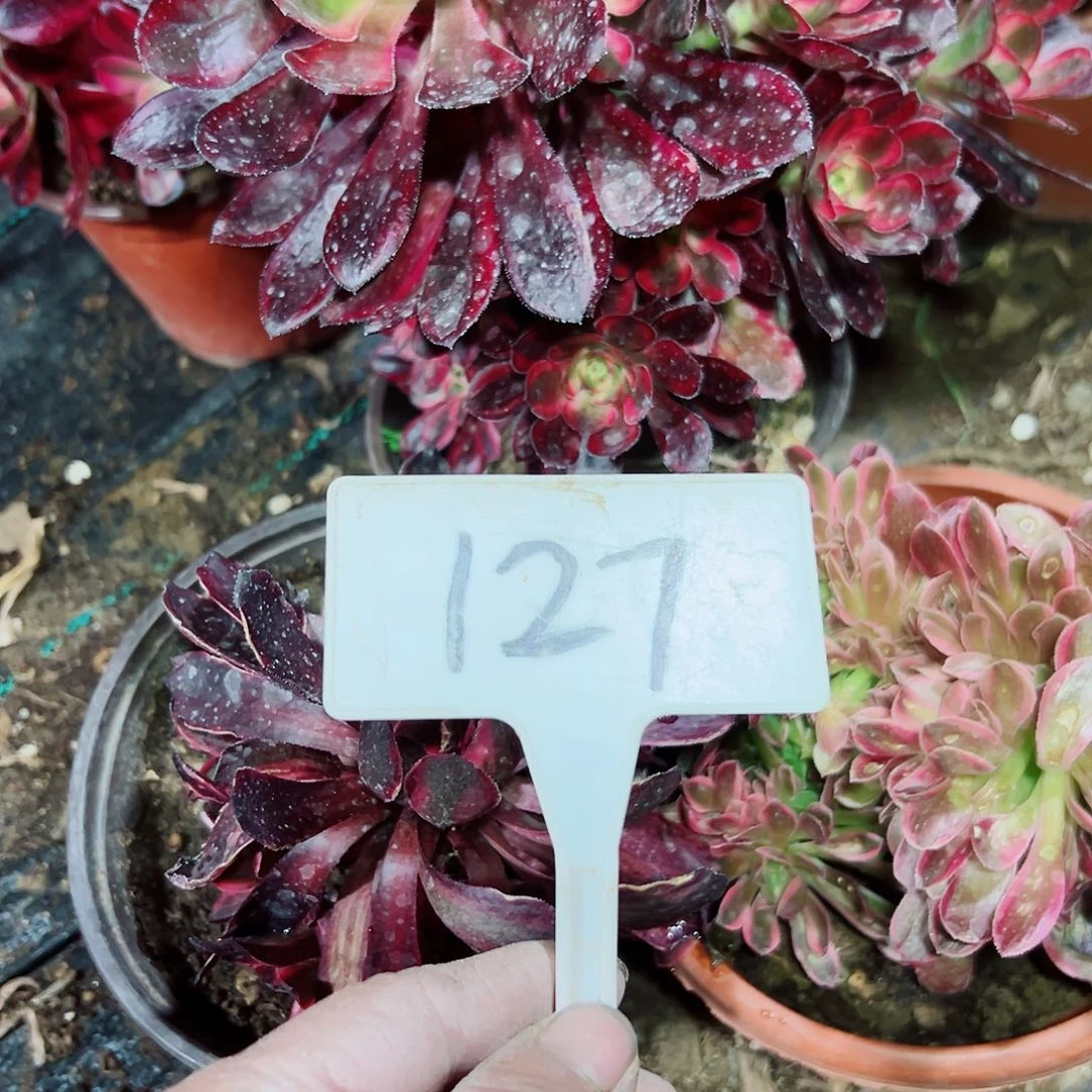 多肉植物组合3个