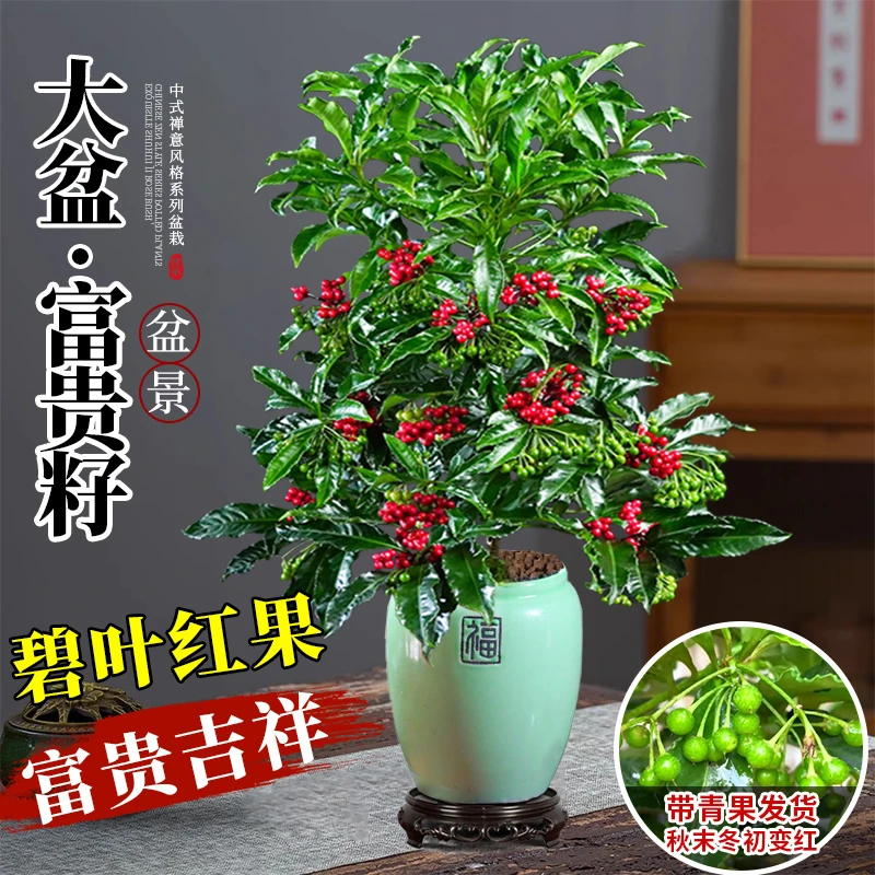 【带青果发货】富贵籽盆栽万两喜庆红果花卉植物室内办公好养活绿植