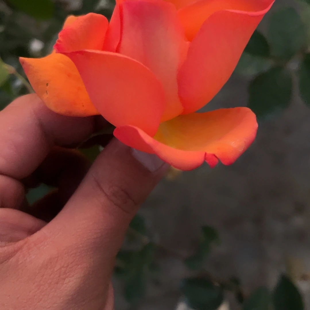 无花朵———乐趣 福利款
