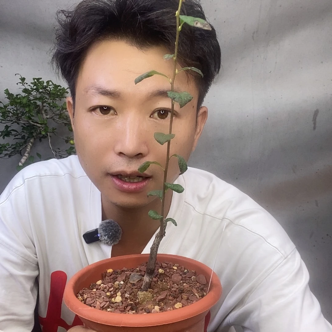 无花朵老鸦红真珠一苗